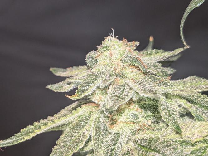 Mellow Jelly | Exclusive Zamnesia. Week 17