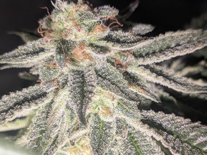 Mellow Jelly | Exclusive Zamnesia. Week 17