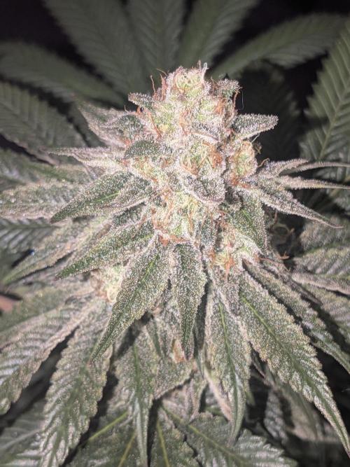 Mellow Jelly | Exclusive Zamnesia. Week 17