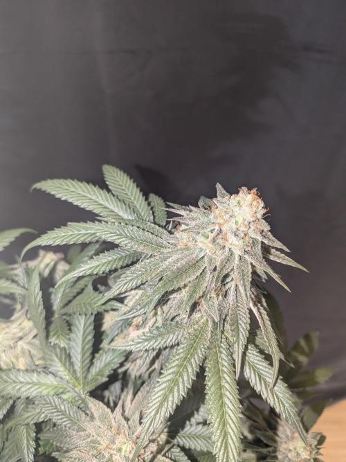 Mellow Jelly | Exclusive Zamnesia. Week 17