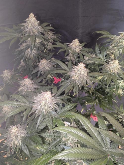 Mellow Jelly | Exclusive Zamnesia. Week 17