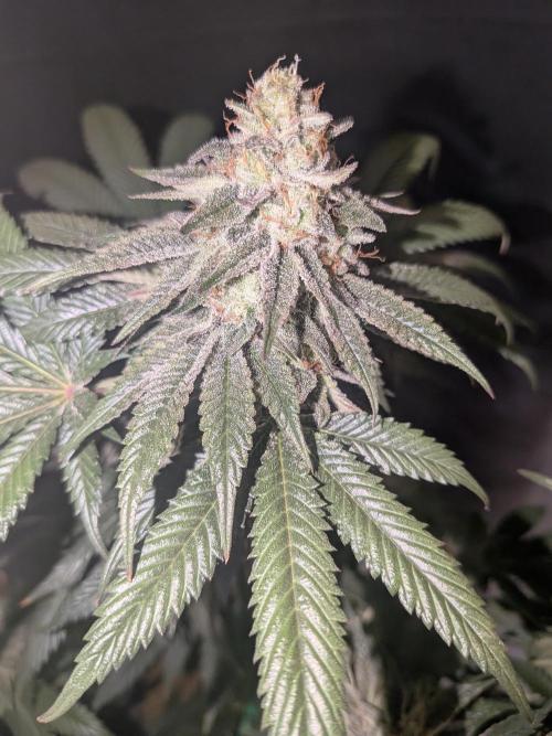Mellow Jelly | Exclusive Zamnesia. Week 17