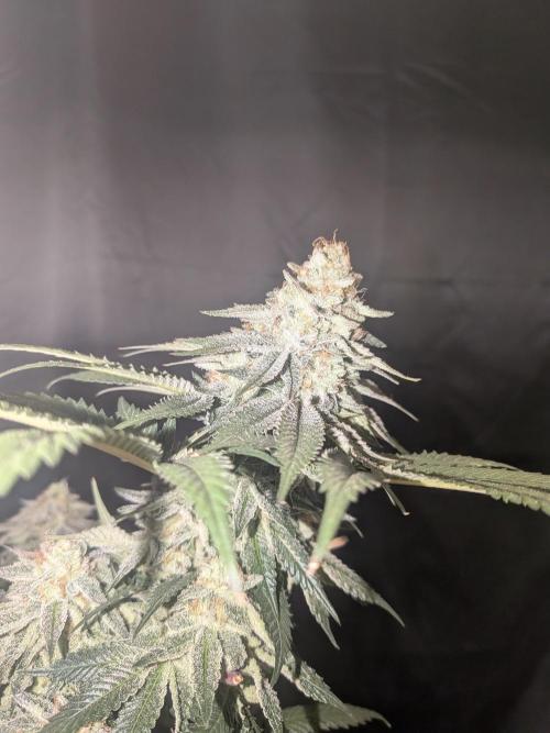 Mellow Jelly | Exclusive Zamnesia. Week 17