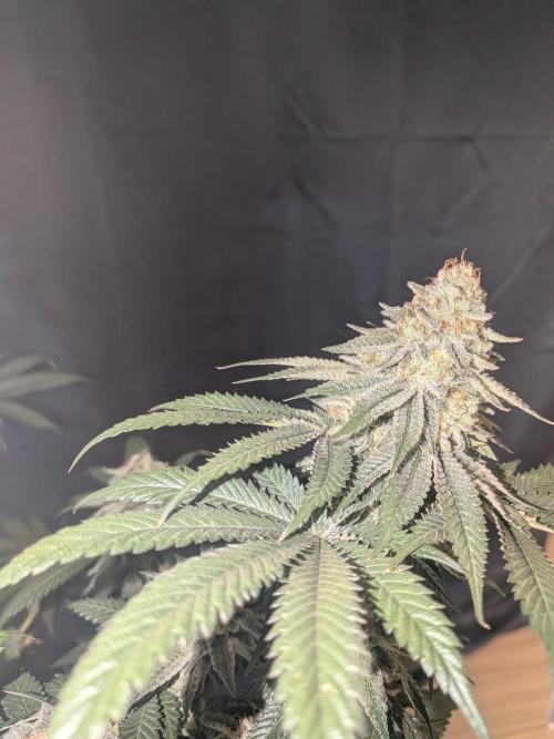 Mellow Jelly | Exclusive Zamnesia. Week 17