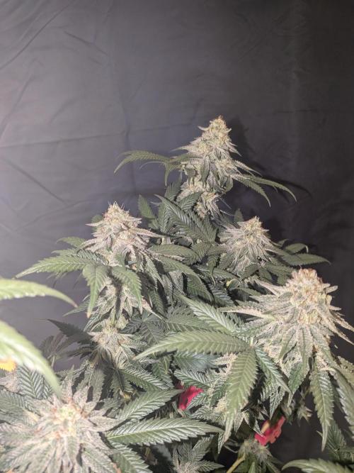 Mellow Jelly | Exclusive Zamnesia. Week 17