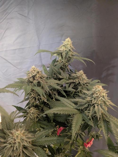 Mellow Jelly | Exclusive Zamnesia. Week 17