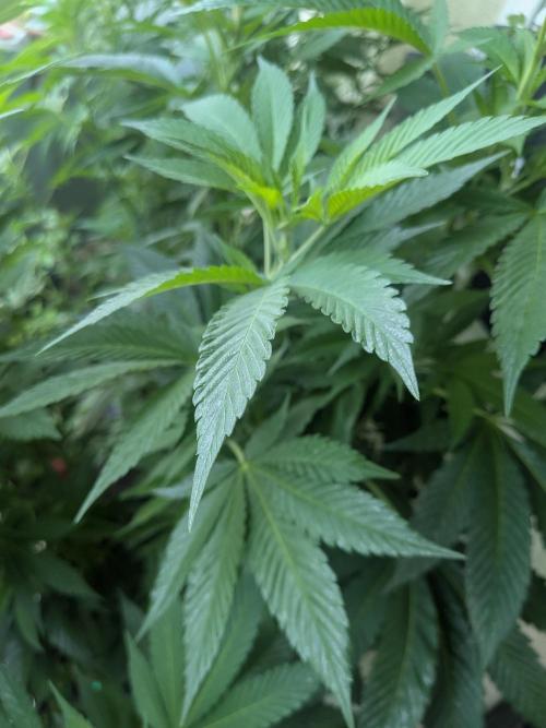 Khalifa Kush | outdoor 2026. Week 15
