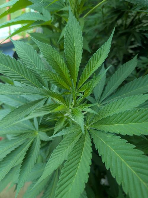 Khalifa Kush | outdoor 2026. Week 15
