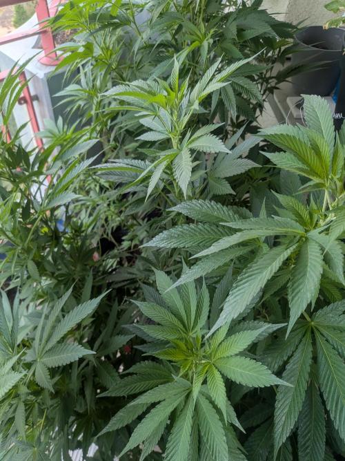 Khalifa Kush | outdoor 2026. Week 15