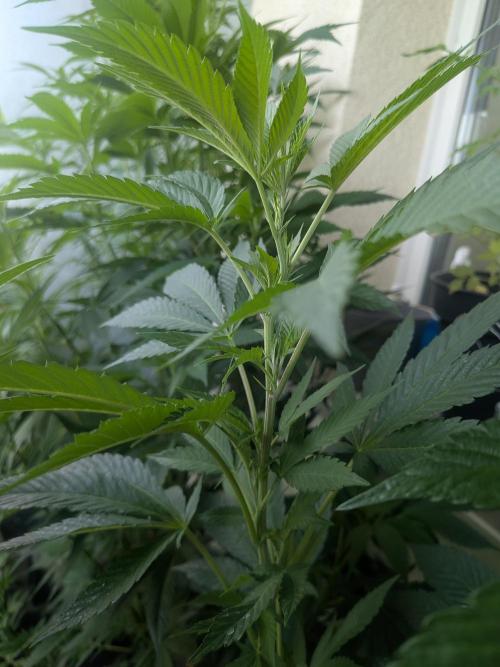 Khalifa Kush | outdoor 2026. Week 15