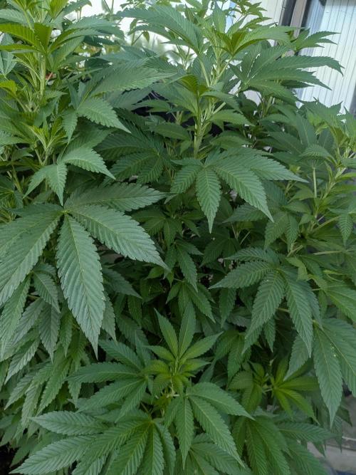 Khalifa Kush | outdoor 2026. Week 15