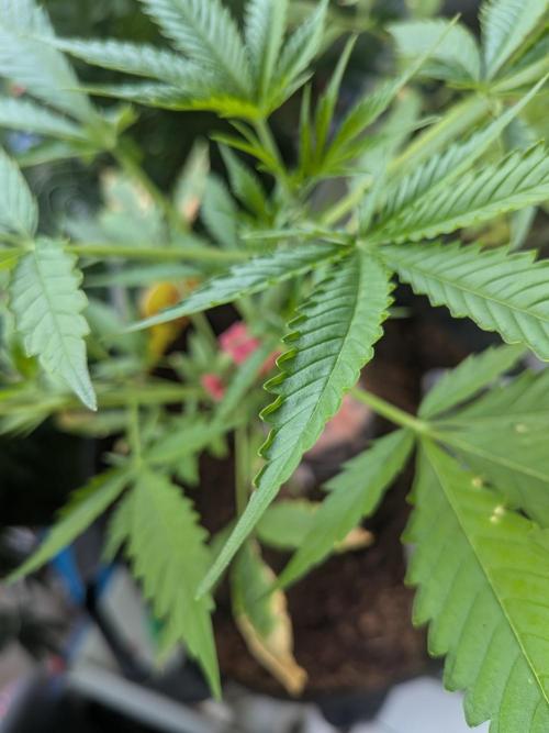 Strawberry Banana 🍌 Sun-Smash. Week 8