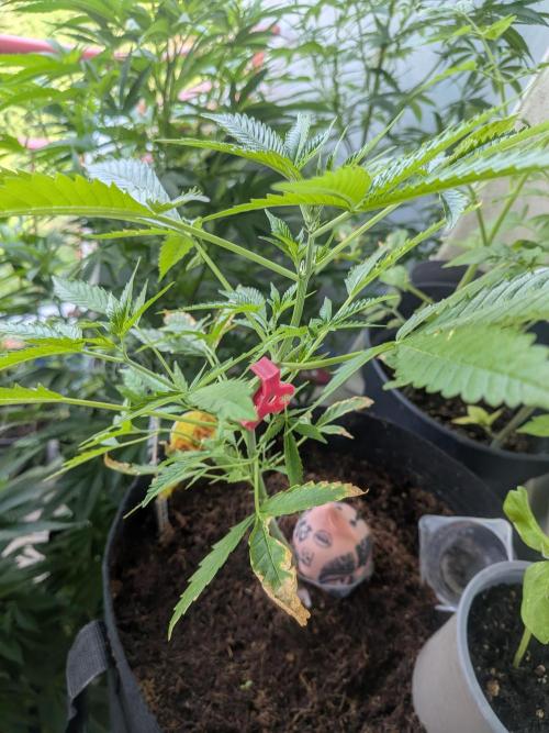 Strawberry Banana 🍌 Sun-Smash. Week 8
