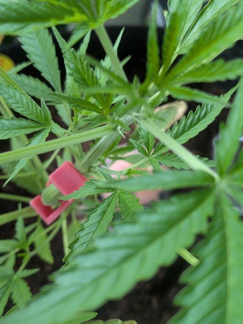Strawberry Banana 🍌 Sun-Smash. Week 8