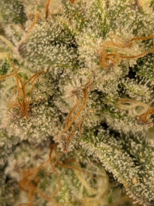Mellow Jelly | Exclusive Zamnesia. Week 17