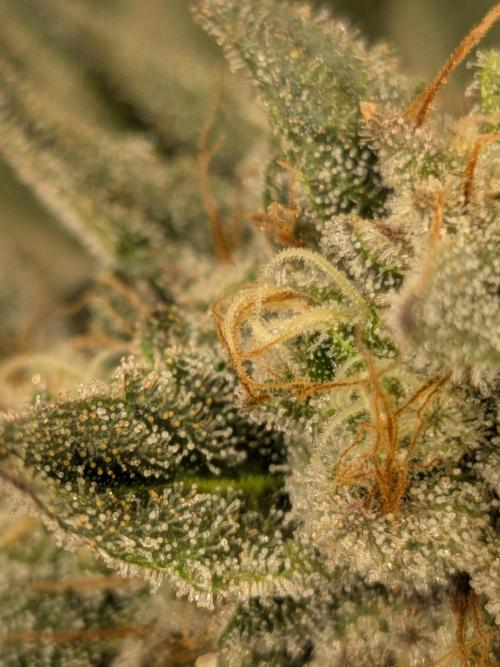 Mellow Jelly | Exclusive Zamnesia. Week 17