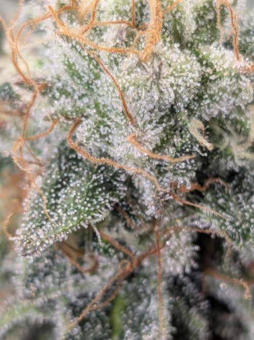 Mellow Jelly | Exclusive Zamnesia. Week 17