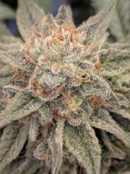 Mellow Jelly | Exclusive Zamnesia. Week 17