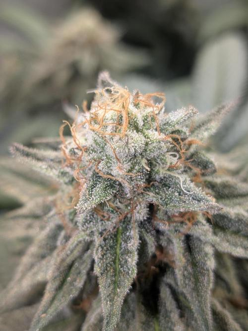 Mellow Jelly | Exclusive Zamnesia. Week 17