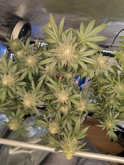 Mellow Jelly | Exclusive Zamnesia. Week 17