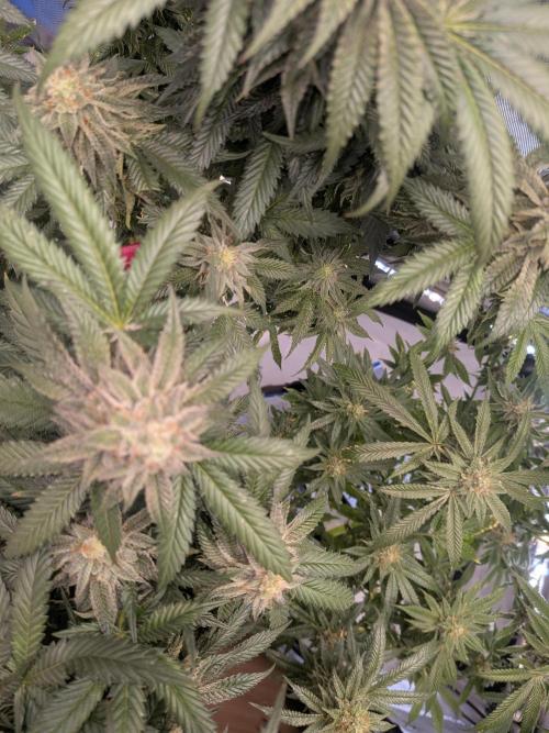 Mellow Jelly | Exclusive Zamnesia. Week 17