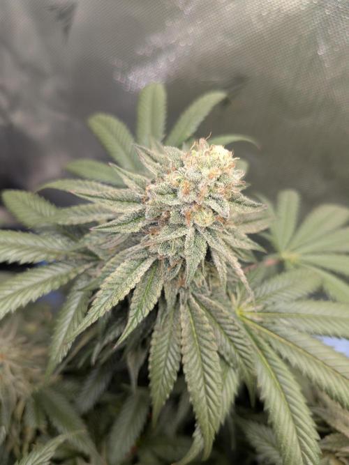 Mellow Jelly | Exclusive Zamnesia. Week 17