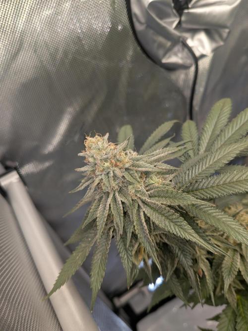 Mellow Jelly | Exclusive Zamnesia. Week 17