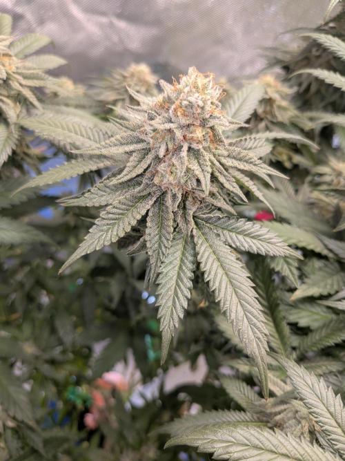 Mellow Jelly | Exclusive Zamnesia. Week 17