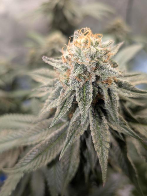 Mellow Jelly | Exclusive Zamnesia. Week 17
