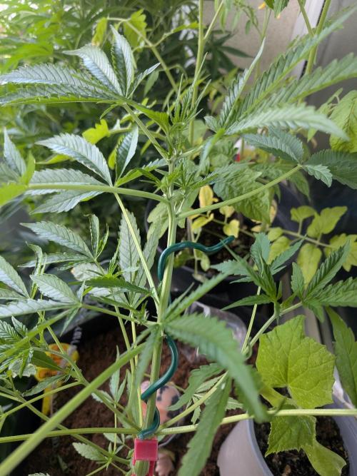 Strawberry Banana 🍌 Sun-Smash. Week 9