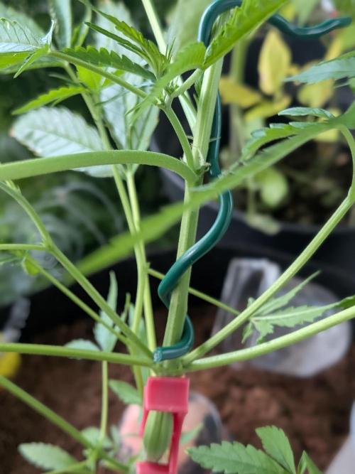 Strawberry Banana 🍌 Sun-Smash. Week 9