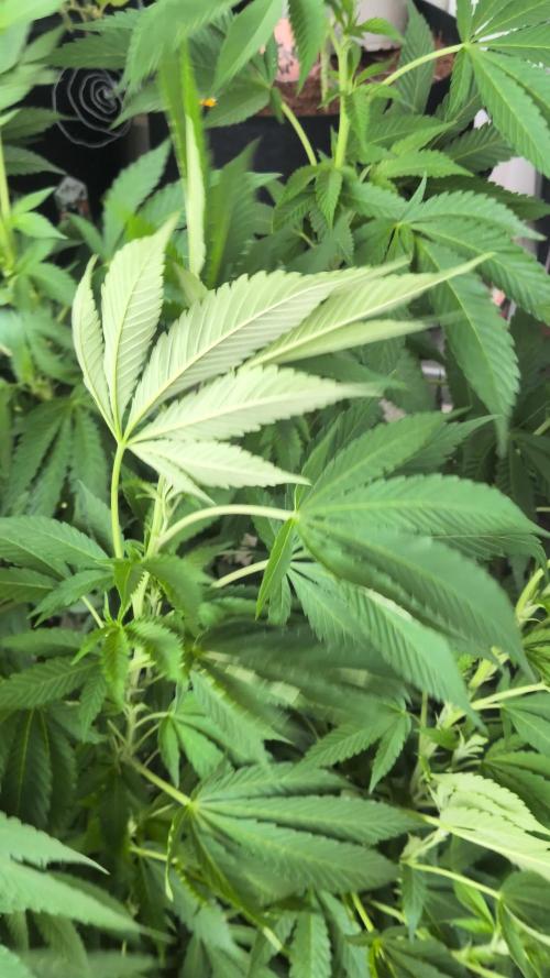 Khalifa Kush | outdoor 2026