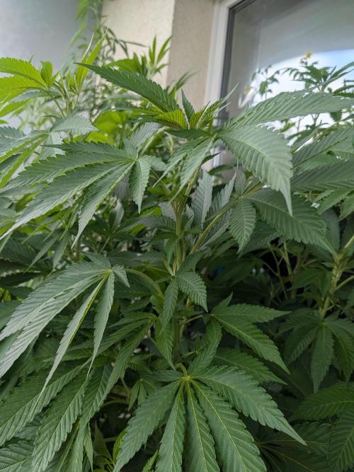 Khalifa Kush | outdoor 2026. Week 16