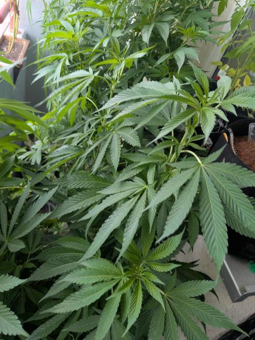 Khalifa Kush | outdoor 2026. Week 16