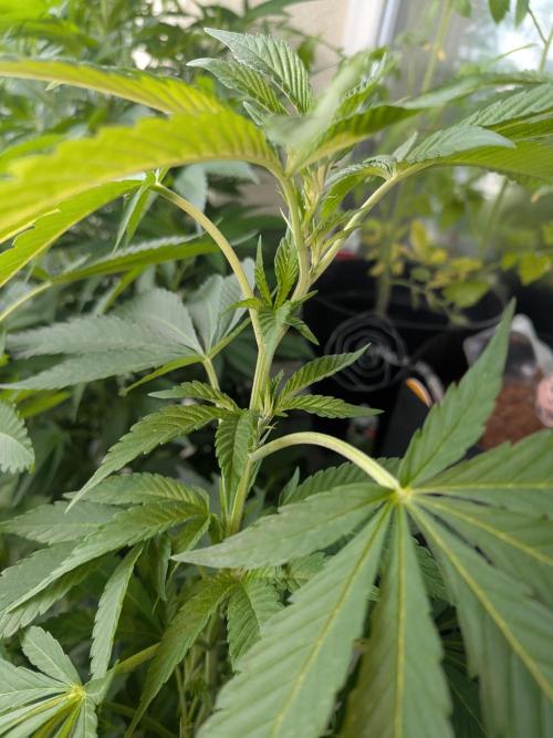 Khalifa Kush | outdoor 2026. Week 16