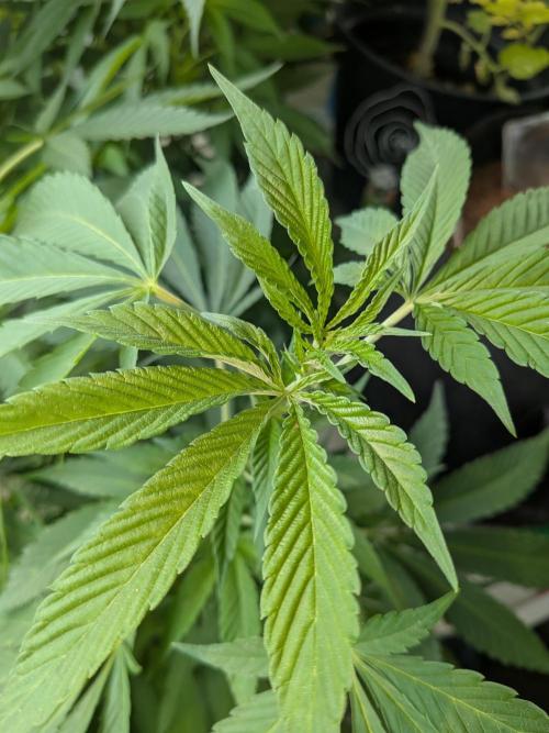 Khalifa Kush feminized. Week 16