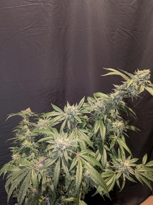 Devil Cookies One | USA Genetics 2026. Week 18