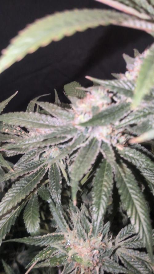 Devil Cookies One | USA Genetics 2026