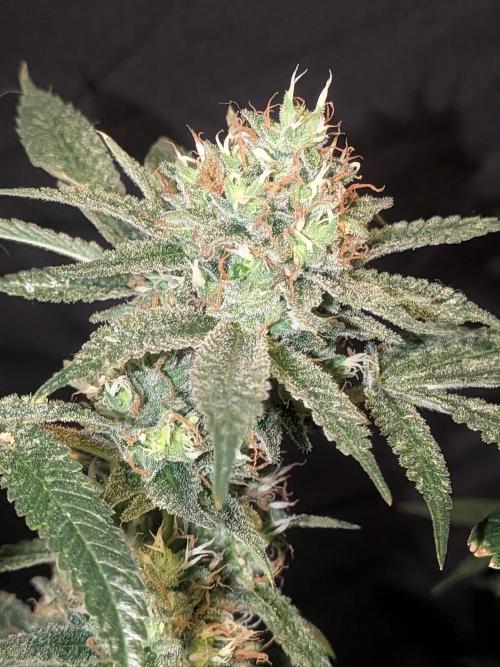 Devil Cookies One | USA Genetics 2026. Week 18