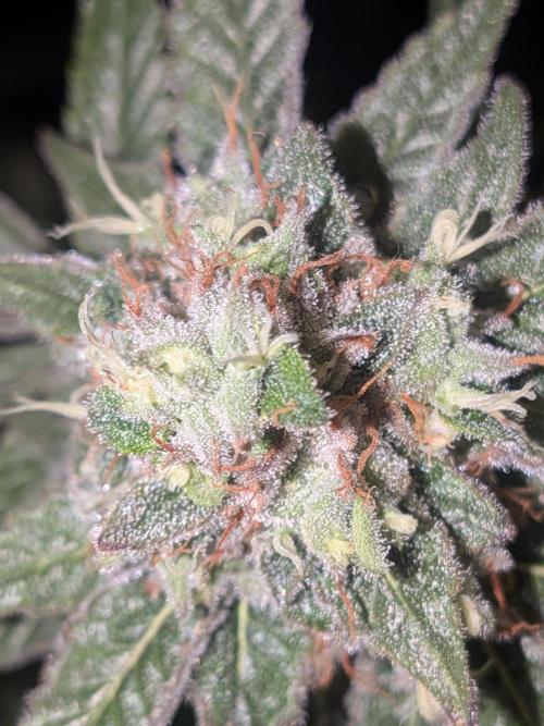 Devil Cookies One | USA Genetics 2026. Week 18