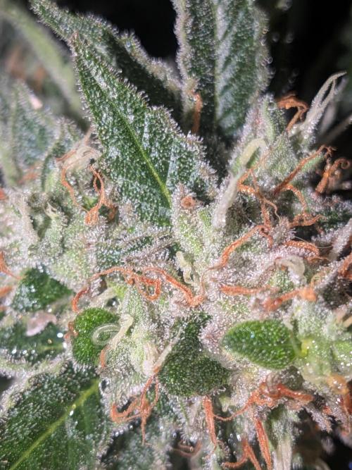 Devil Cookies One | USA Genetics 2026. Week 18