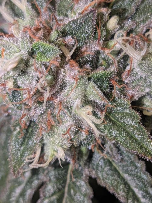 Devil Cookies One | USA Genetics 2026. Week 18