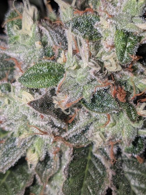 Devil Cookies One | USA Genetics 2026. Week 18