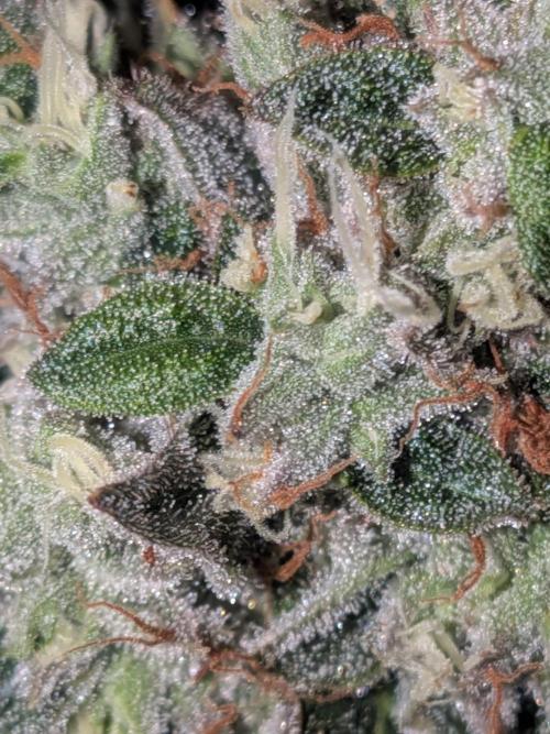 Devil Cookies One | USA Genetics 2026. Week 18