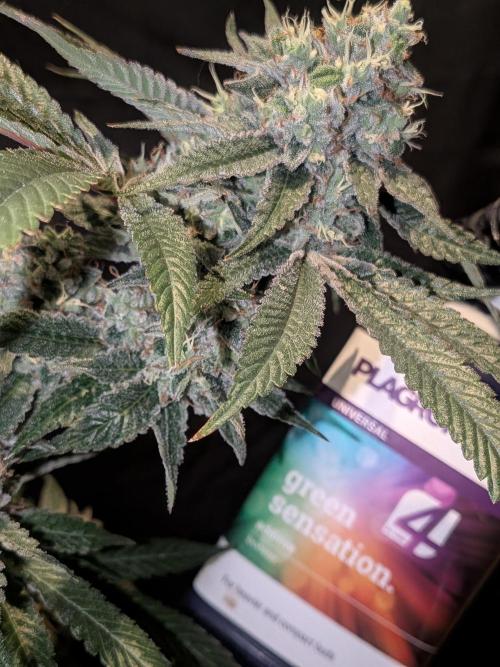 Devil Cookies One | USA Genetics 2026. Week 18