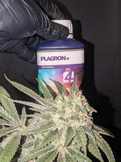 Devil Cookies One | USA Genetics 2026. Week 18