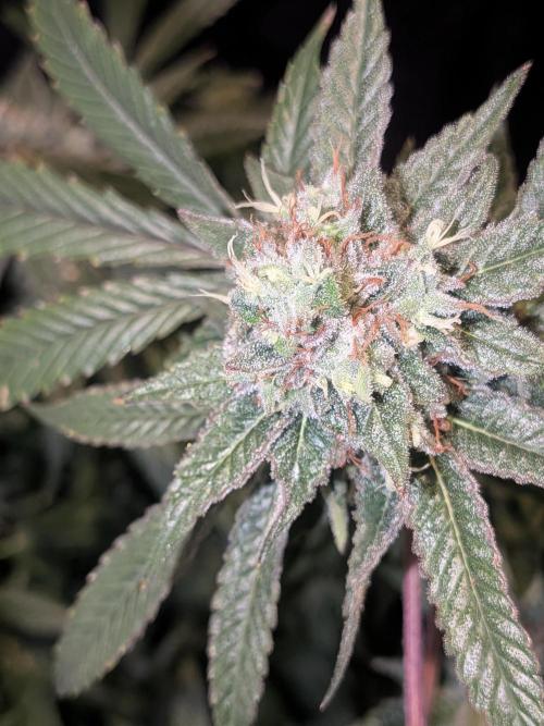 Devil Cookies One | USA Genetics 2026. Week 18