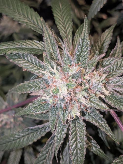 Devil Cookies One | USA Genetics 2026. Week 18
