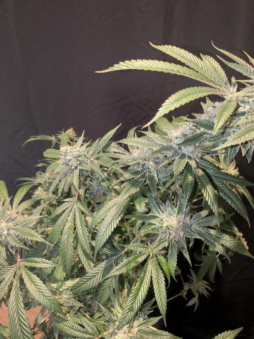 Devil Cookies One | USA Genetics 2026. Week 18