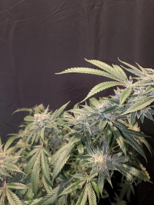 Devil Cookies One | USA Genetics 2026. Week 18